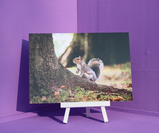 Curious Squirrel - A5 Postcard / Print
